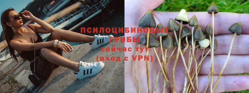 Галлюциногенные грибы Psilocybe  hydra как зайти  Казань 